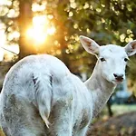 Chalet Le Bô&spa Bussang