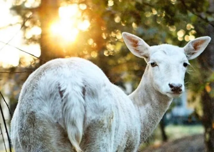 Alpstuga Le Bo & Bussang